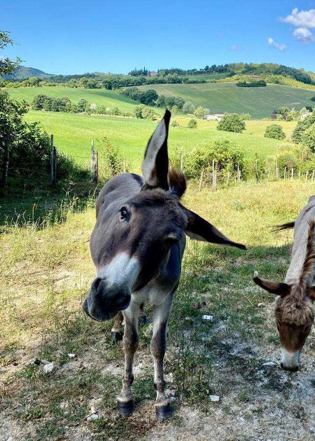 Agriturismo Germogli I Tenuta di Fassia Gubbio Esterno foto